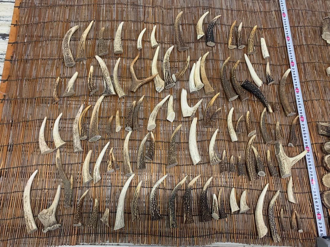 9kg 鹿の角 エゾシカ 角【大小詰合わせ】 端材 アクセサリー パーツ