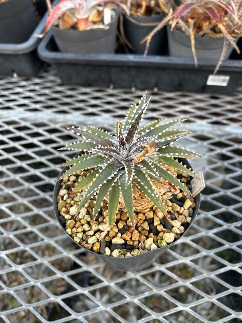DBディッキア Dyckia Bill Baker hybrid #225 ⑶ - メルカリ