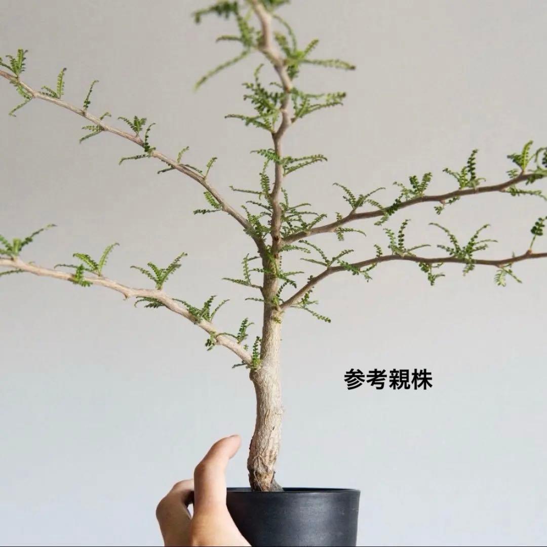 オペルクリカリア　ヒファエノイデス　錦　斑入り　根挿し　パワータンク オペルクリカリア ヒファエノイデス パワータンク | mana's farm:塊根