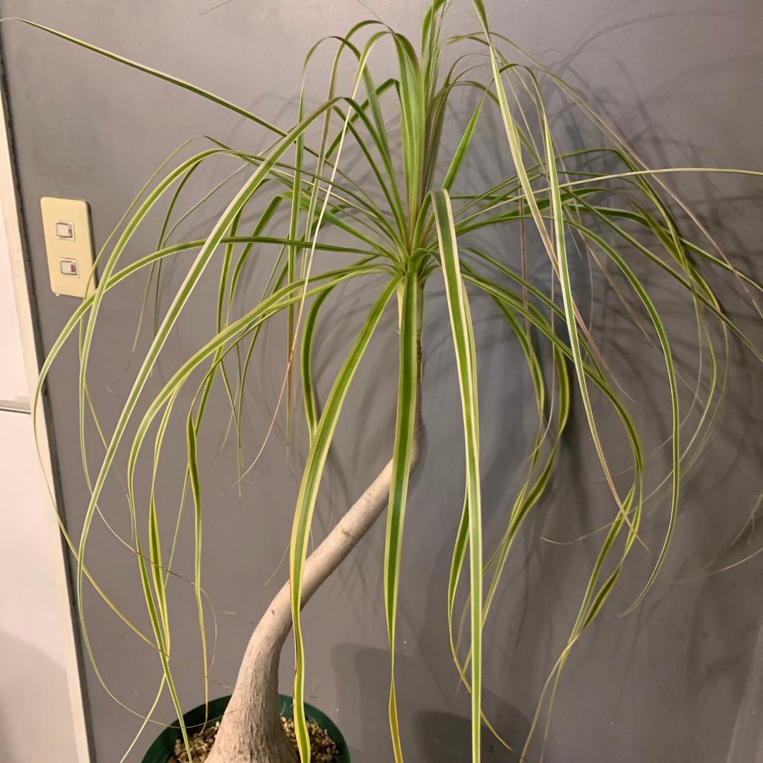 希少 斑入 トックリラン ノリナ ポニーテール 1