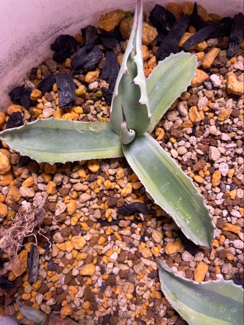 アガベ オバティフォリア・オルカ1 - メルカリ