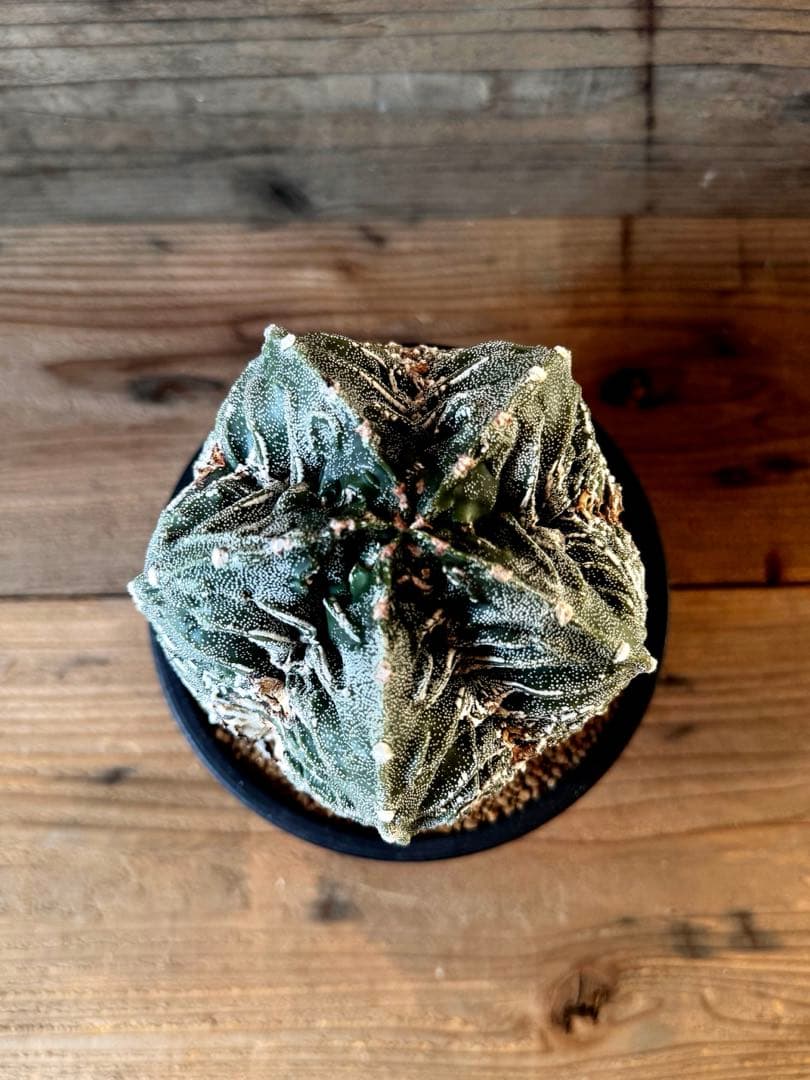 木質化激渋株】複隆鸞鳳玉 碧鸞鳳 鸞鳳 盤石 ヘキラン ランポー