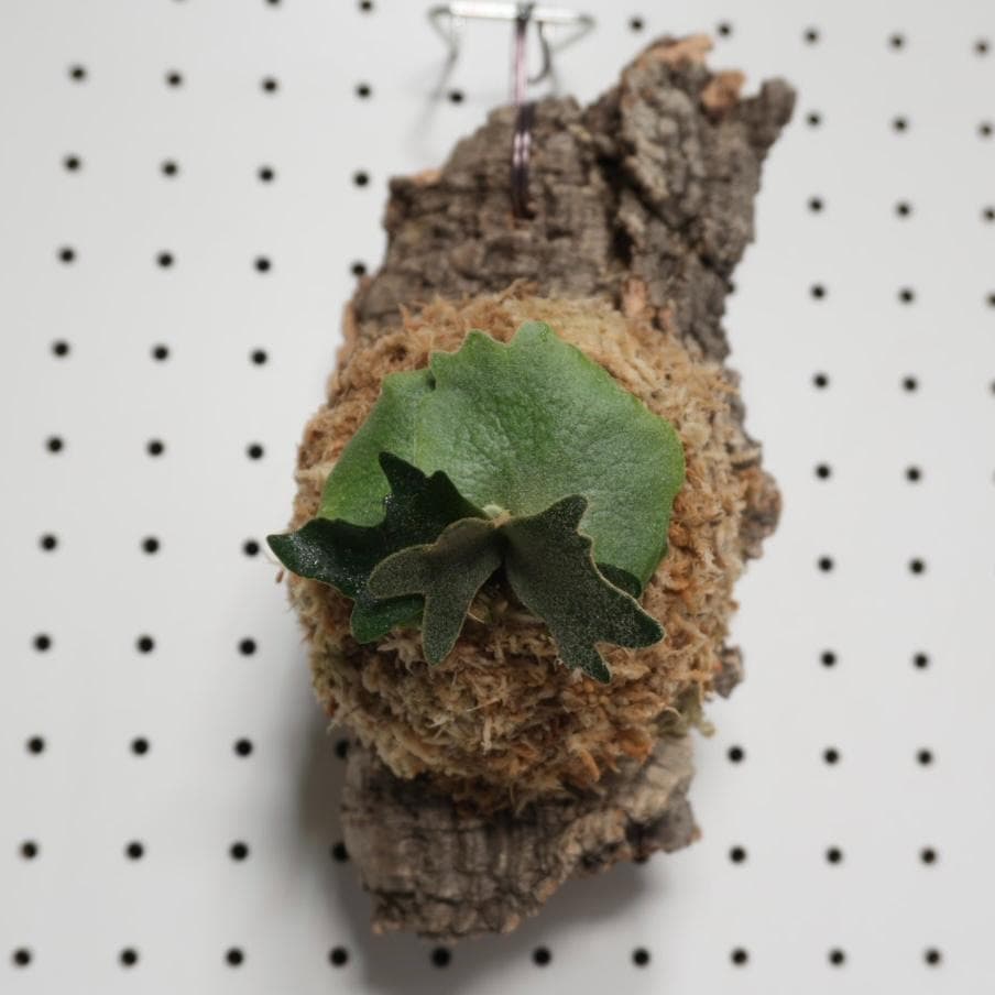 ビカクシダ YMDS ウィリンキー系 イエロームーンドワーフ スポア ❁ P