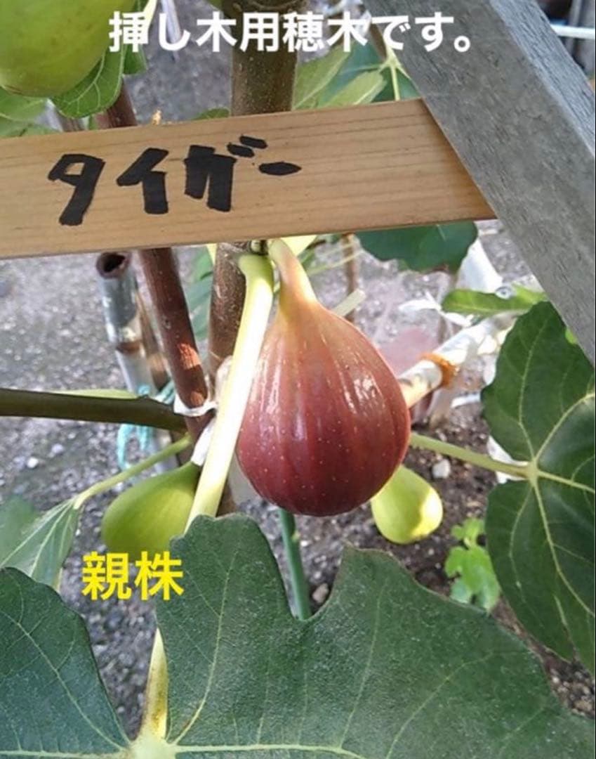 イチジク挿し木用 穂木6本（タイガー、エバービーリングセット） No.1