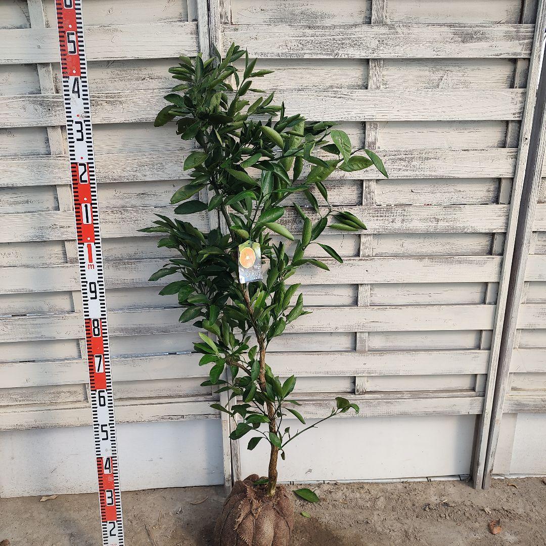 誠さま専用 ゆら早生みかん 3年生 大苗 - メルカリ