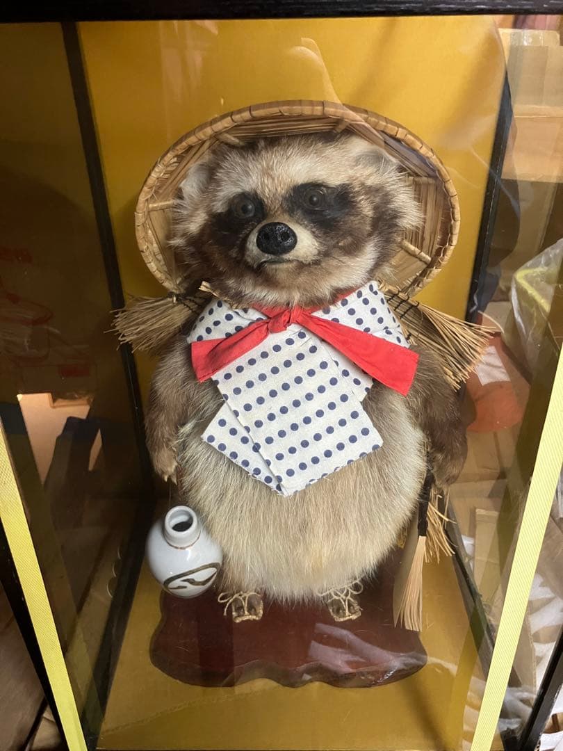 狸 たぬき 剥製 - メルカリ