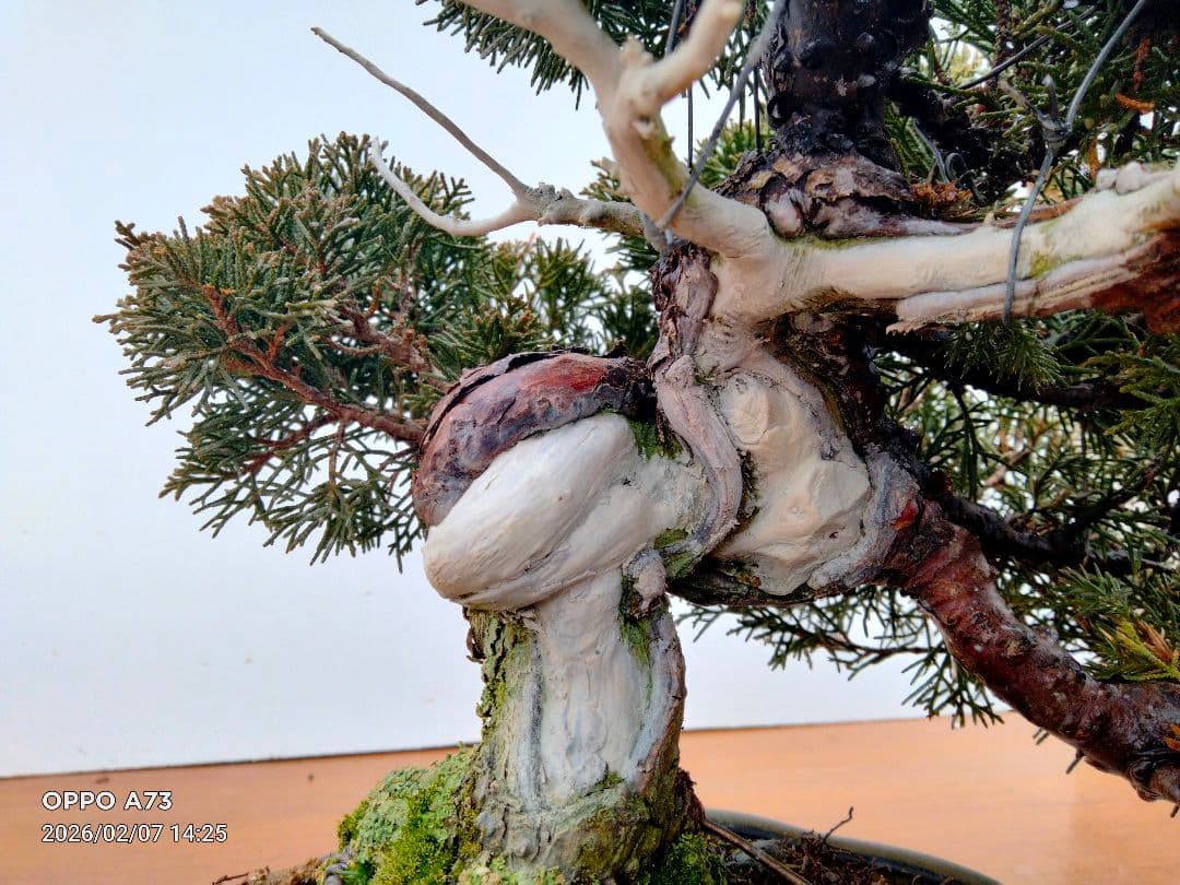 貴風真柏盆栽 楽天市場】(株)一樹園 糸魚川真柏 貴風盆栽 樹齢18年 : 一樹園