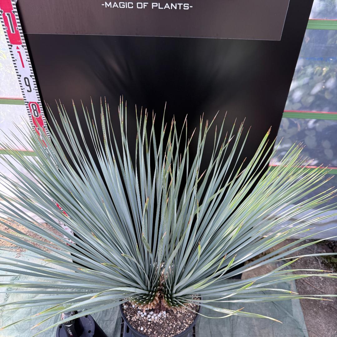 AL1066】ユッカ ロストラータ ランチョブルー 数量限定販売 観葉植物