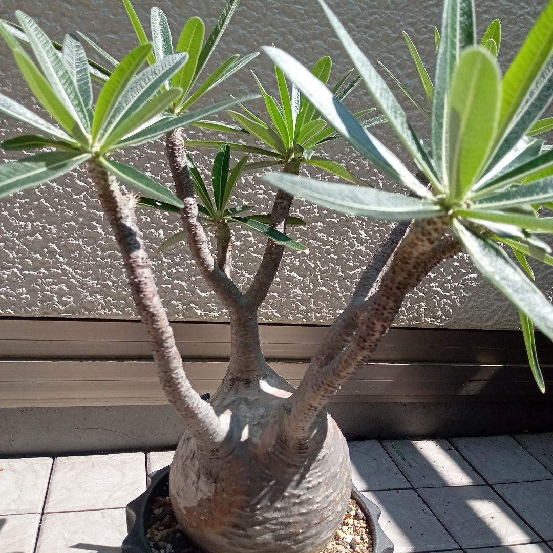 昨夏(2025)開花しました！】パキポディウム グラキリス☆レア白肌 現地