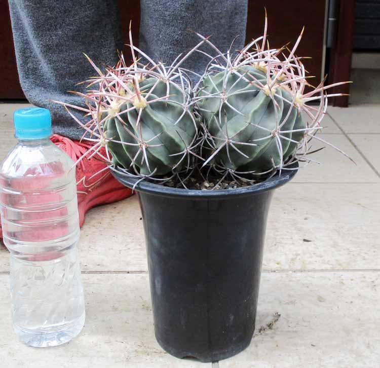 現品】エキノカクタス ・大竜冠 タイリュウカン 接 6号 T番 - メルカリ