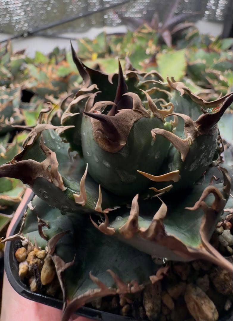 アガベ オテロイ実生 オアハカ 選抜株 (検 清櫻 皇冠 セオクラ