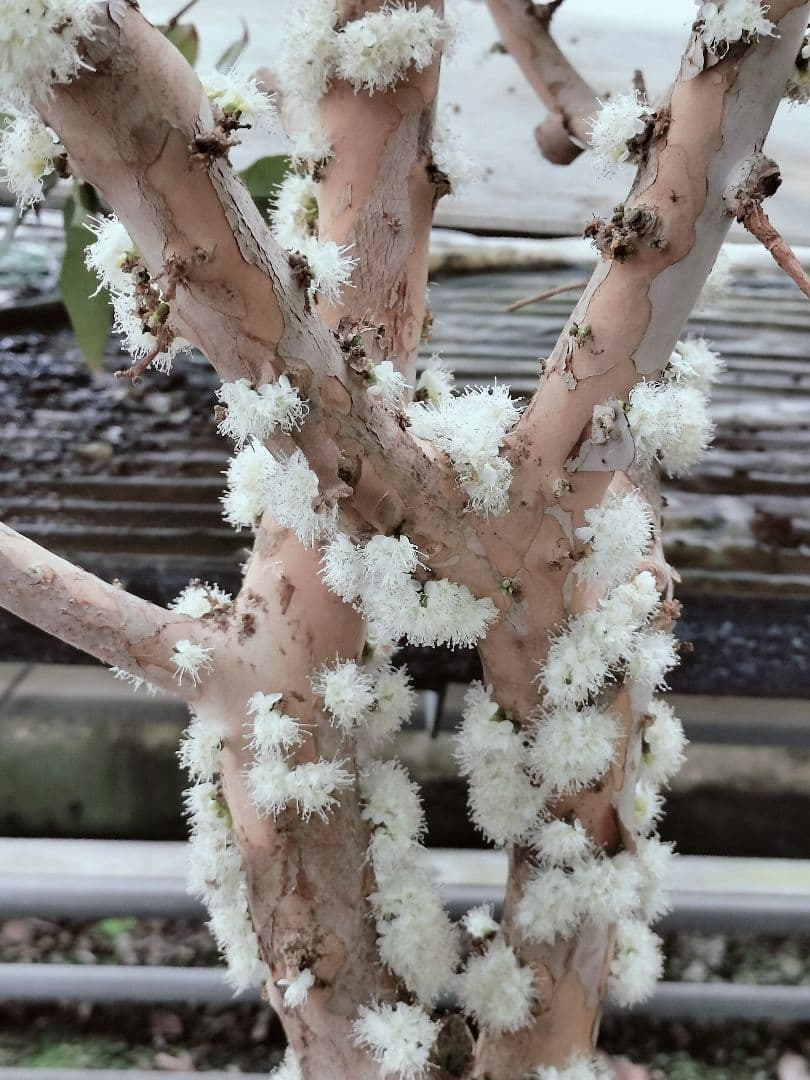 ✿年末セール ジャボチカバ 四季成り 大葉系 サバラ 実生苗10年以上経過⑩
