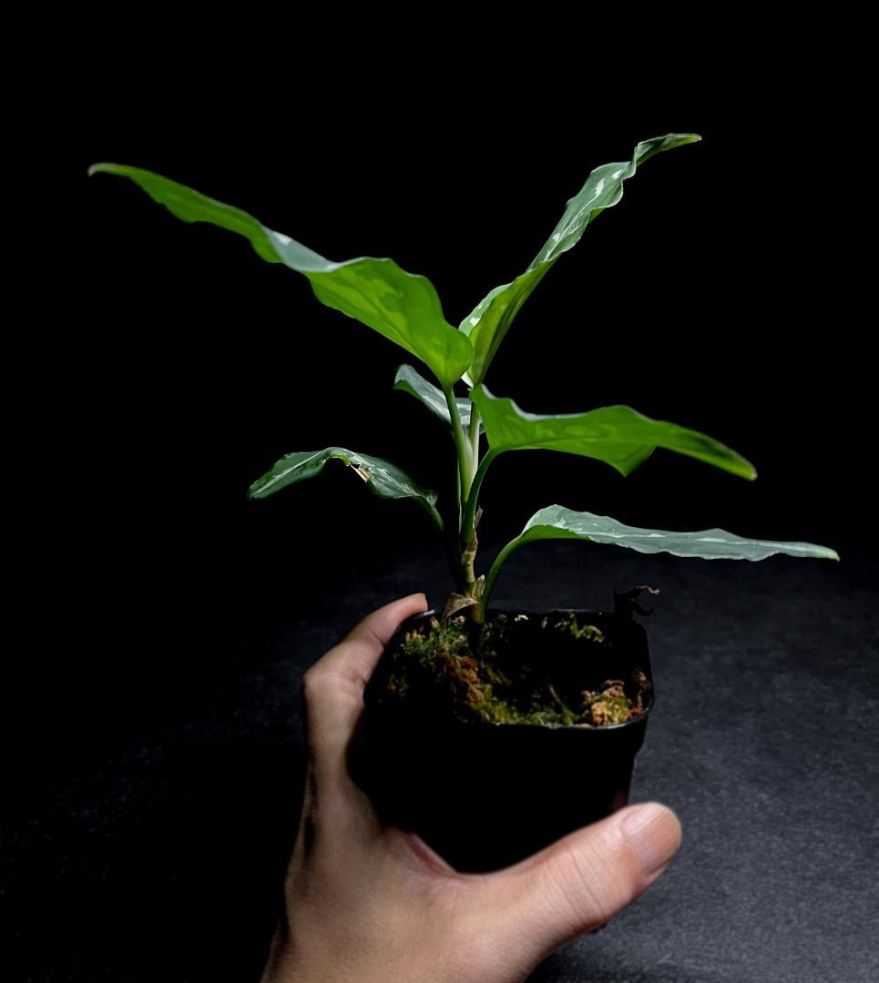 ◇RGL◇子株 アチェ産 ワイルド 現地便 アグラオネマ ピクタム