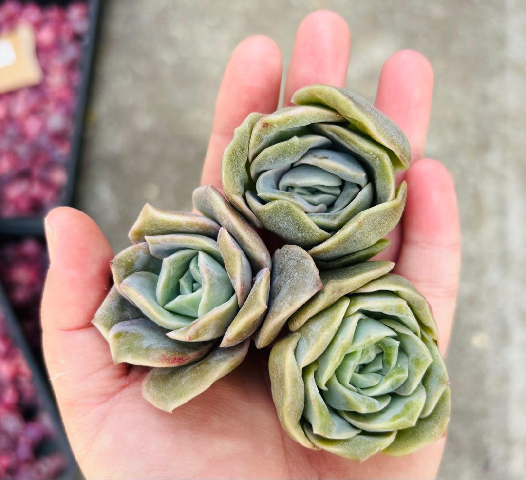 ラブリーローズ 多肉植物 エケベリア 韓国苗 カット苗 3苗セット