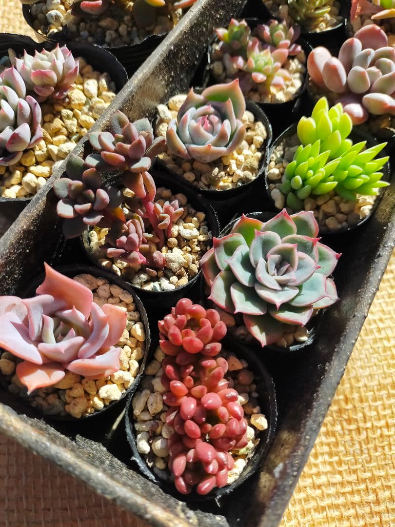 多肉植物＊ミニ苗12品種セット＊O 根付き抜き苗カット苗セダム