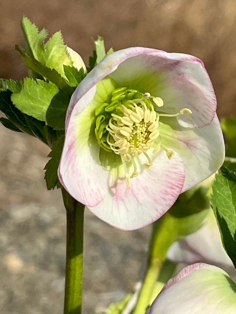 も*子様 ☘️ラスト2☘️開花株❤️根パンパン❤️沢山新芽元気株3274⭐️極上