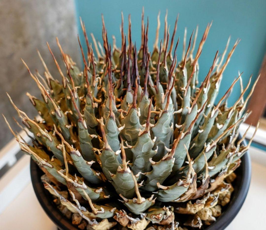 【7号XXXLサイズ】発根屋史上最大級・最高のエボリスピナ・発根済の陽炎株