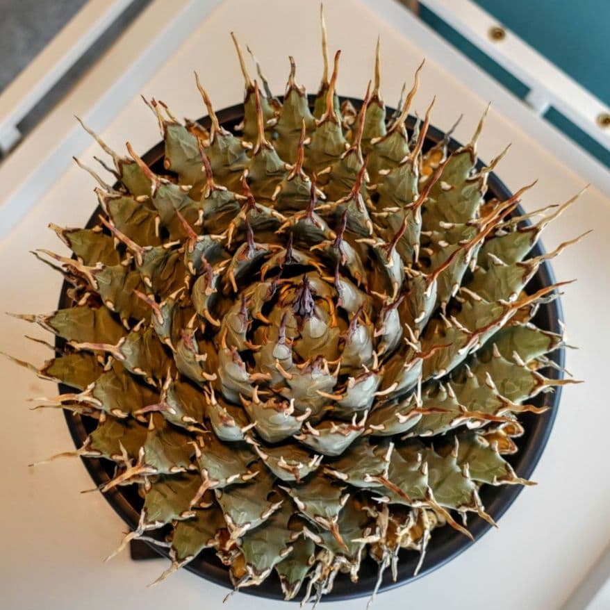 【7号XXXLサイズ】発根屋史上最大級・最高のエボリスピナ・発根済の陽炎株