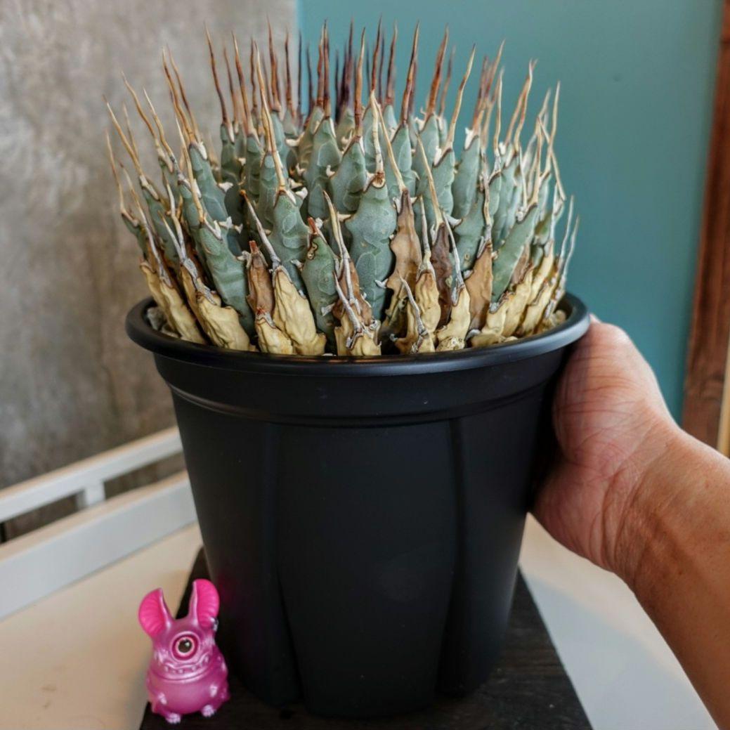 【7号XXXLサイズ】発根屋史上最大級・最高のエボリスピナ・発根済の陽炎株