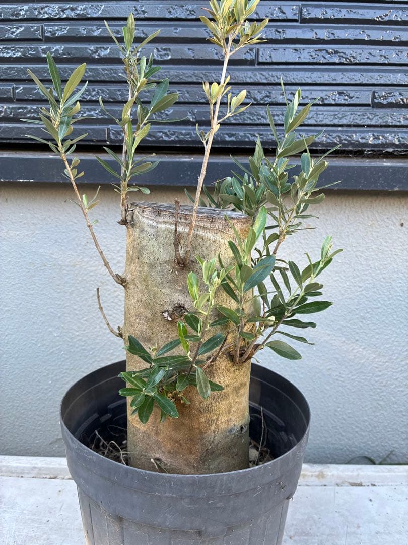 オリーブの木　ミッション　極太　苗 オリーブの苗木 品種：ミッション【果樹の苗 木 6号白テーパード鉢M