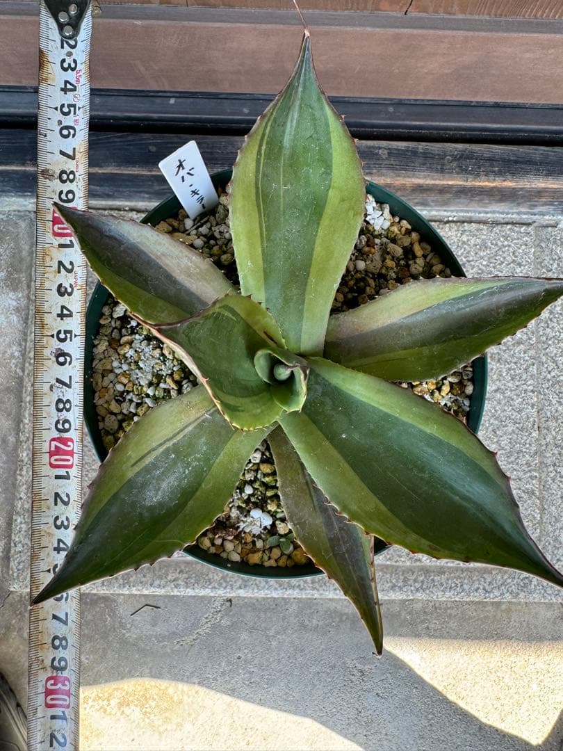 Agave ovatifolia 'Killer' 211
