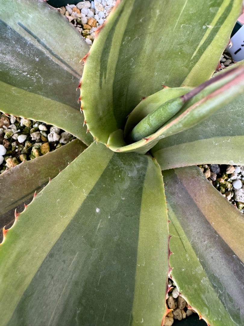 Agave ovatifolia 'Killer' 211