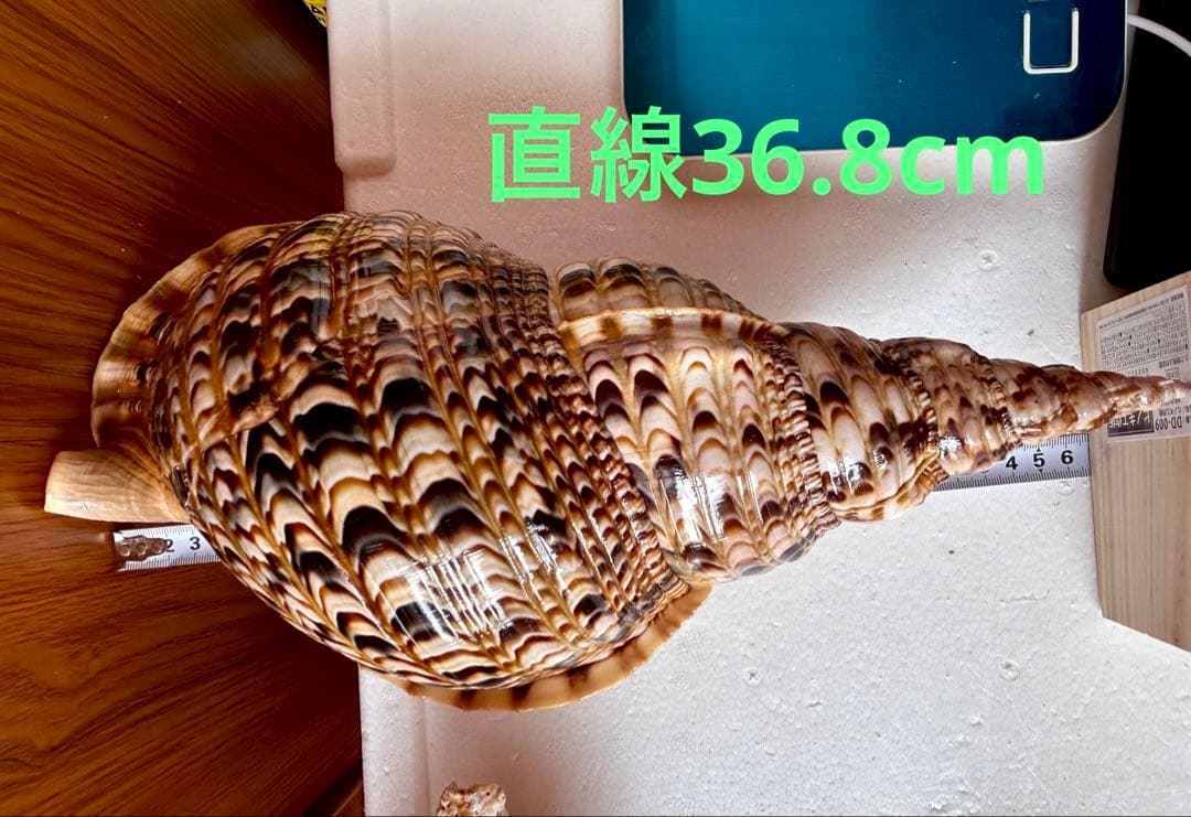 法螺貝　39.2cm 蓋付