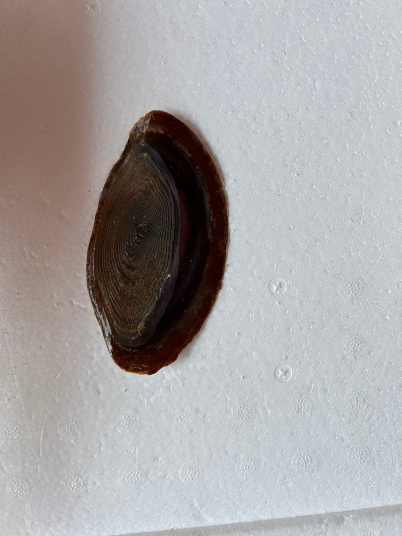 法螺貝　39.2cm 蓋付