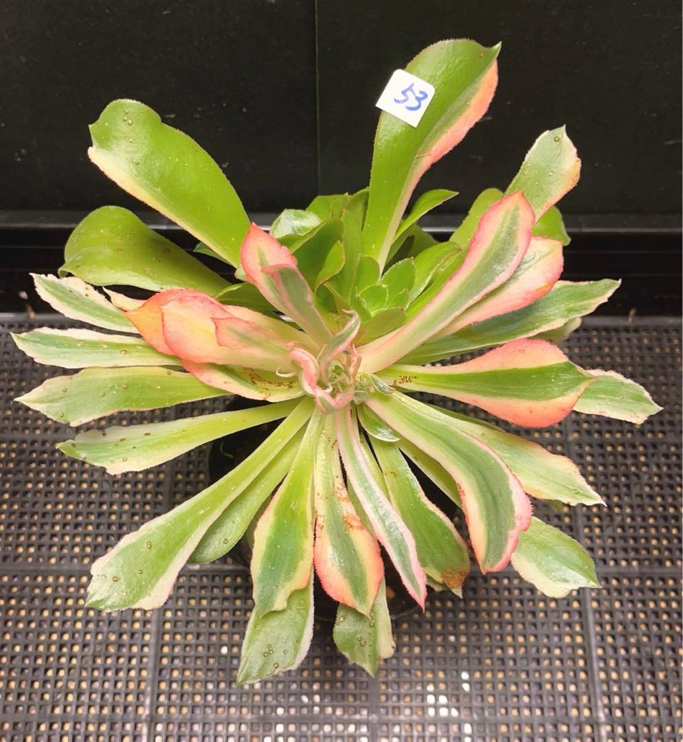 53#多肉植物アエオニウム錦❤️ 光輝 ❤️1大頭6子芽25cm 拔き苗 園芸ネット本店｜アエオニウム：愛染錦（あいぜんにしき）3.5号ポット