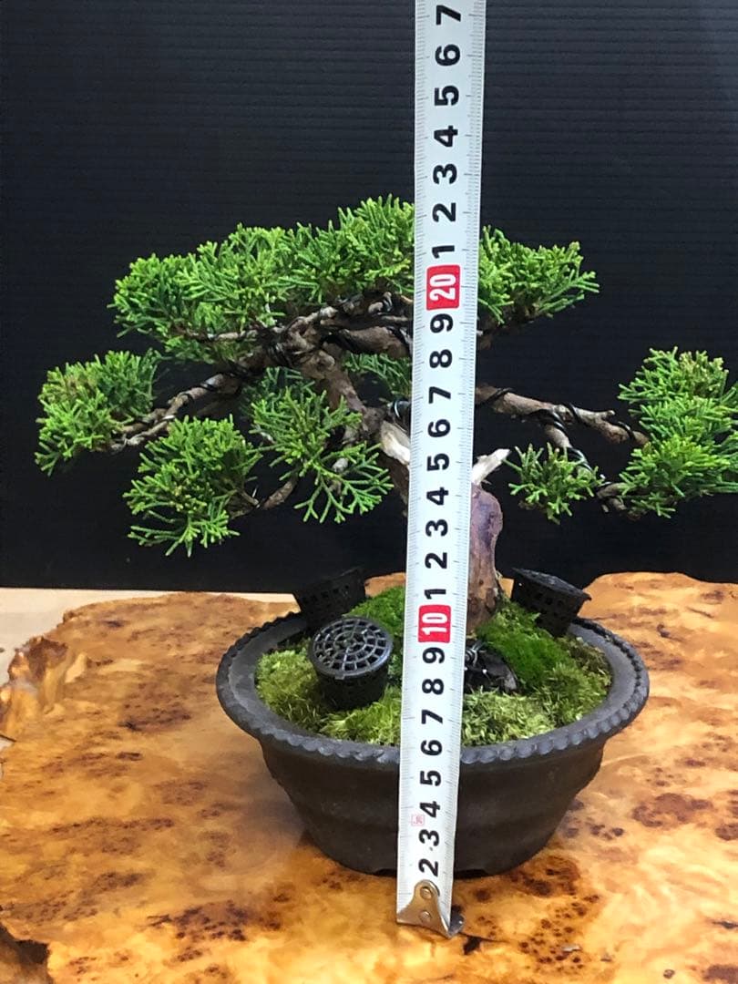 盆栽]真柏/小品/模様木 L108283714 - 盆栽最 安値 で