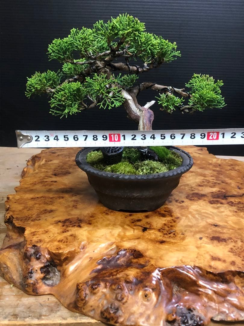 盆栽]真柏/小品/模様木 L108283714 - 盆栽最 安値 で