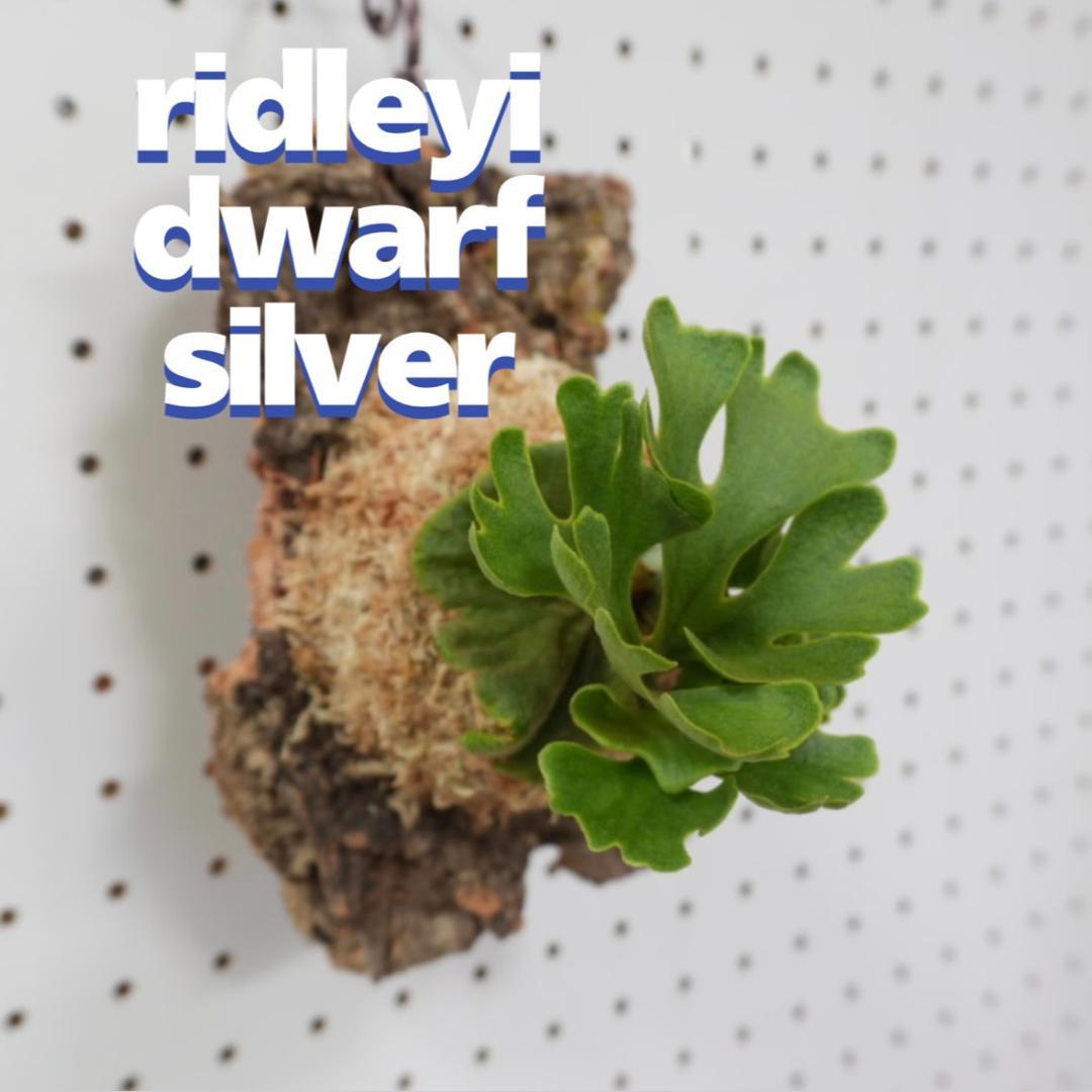 ビカクシダ リドレイ ドワーフ シルバー 小株 R-8 - メルカリ