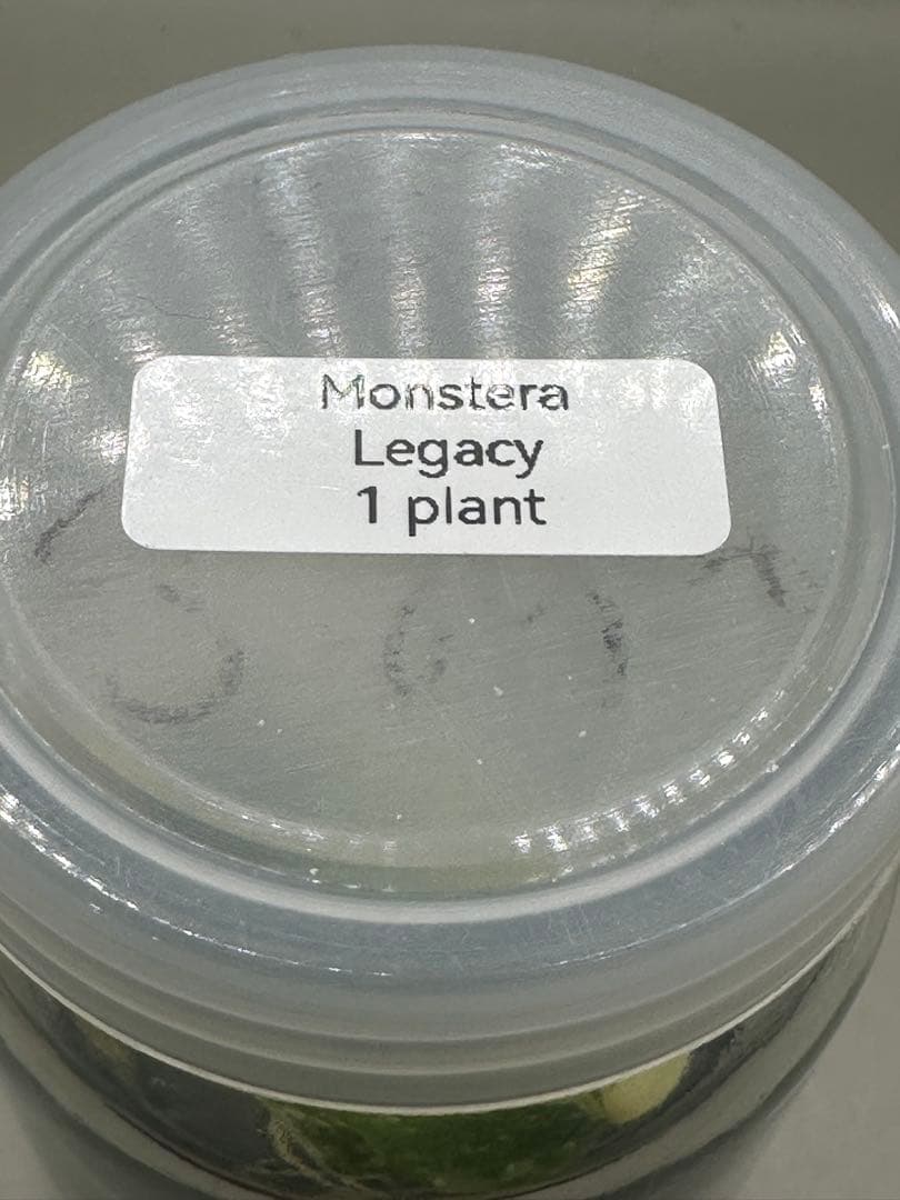 けんけん様専用 MonsteraLegacy モンステラ レガシー 斑入り - メルカリ