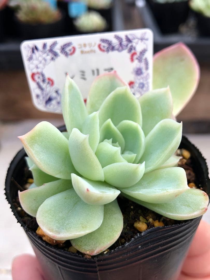 多肉植物 レミリア♡抜き苗(コキリノさん苗)