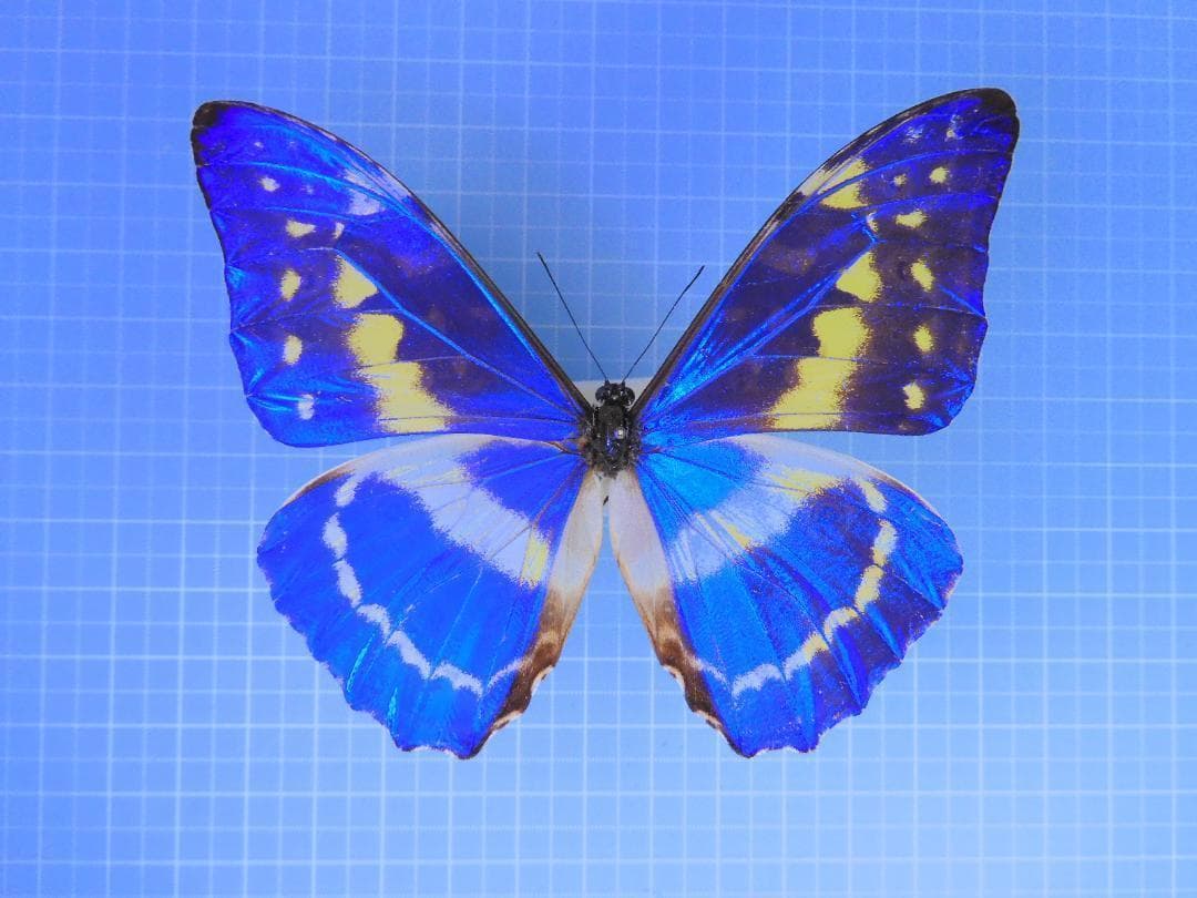 コロンビア産　キプリスモルフォ 99mm リバティプリントワンピース【ファーストライン】 A/C DESIGN BY ALPHA