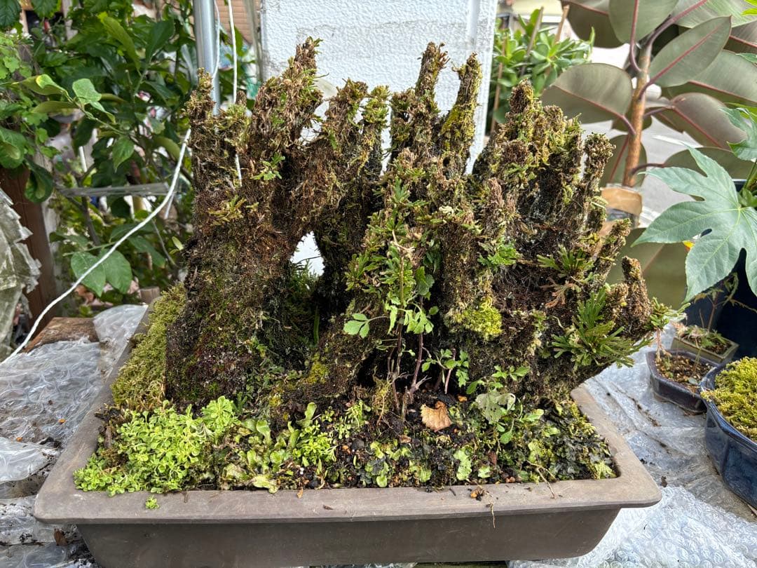 NO 1 イワヒバ(岩松） 30年物 見事な大きさです 激安投売り大特価 イワヒバの中古が安い！激安で譲ります・無料であげます｜ジモティー