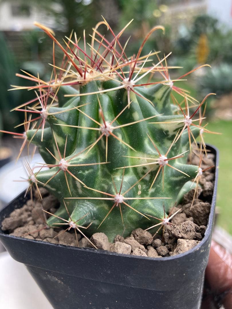 フェロカクタス大虹錦 斑入り◇南国ドライガーデン多肉サボテン錦