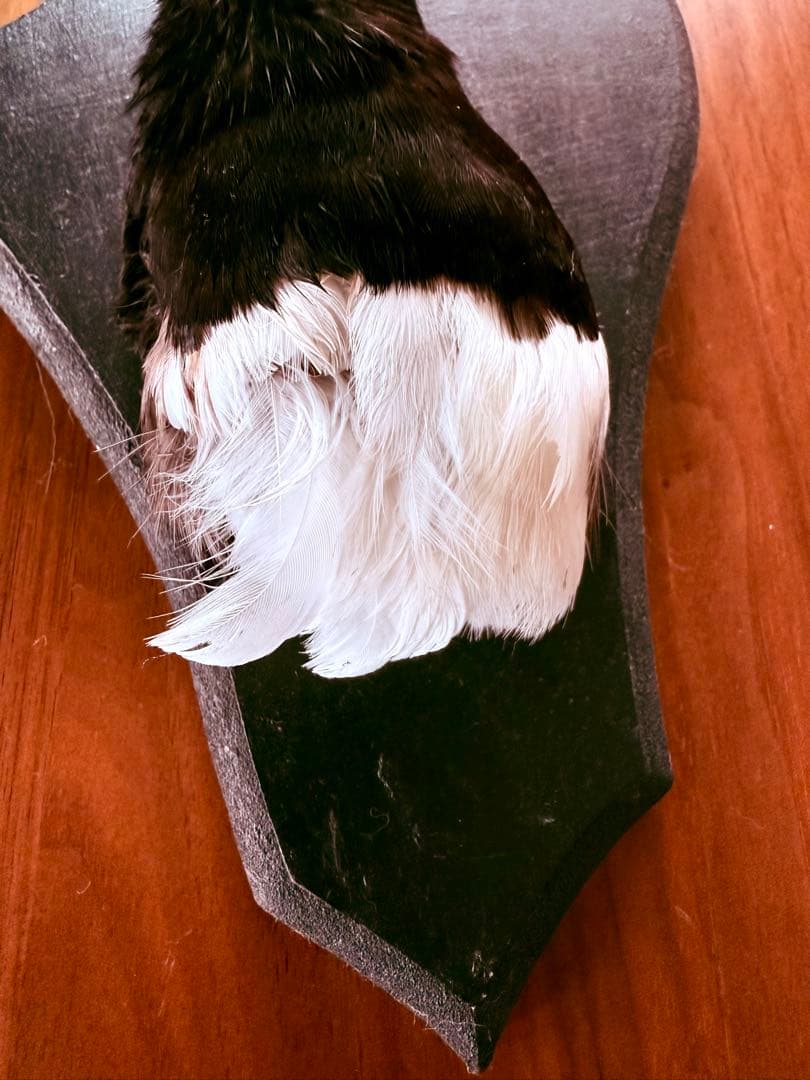 フランス アンティーク 剥製 カササギ カラス ハンティングトロフィー