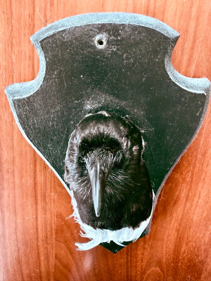 フランス アンティーク 剥製 カササギ カラス ハンティングトロフィー