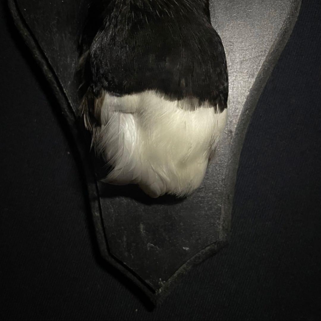 フランス アンティーク 剥製 カササギ カラス ハンティングトロフィー