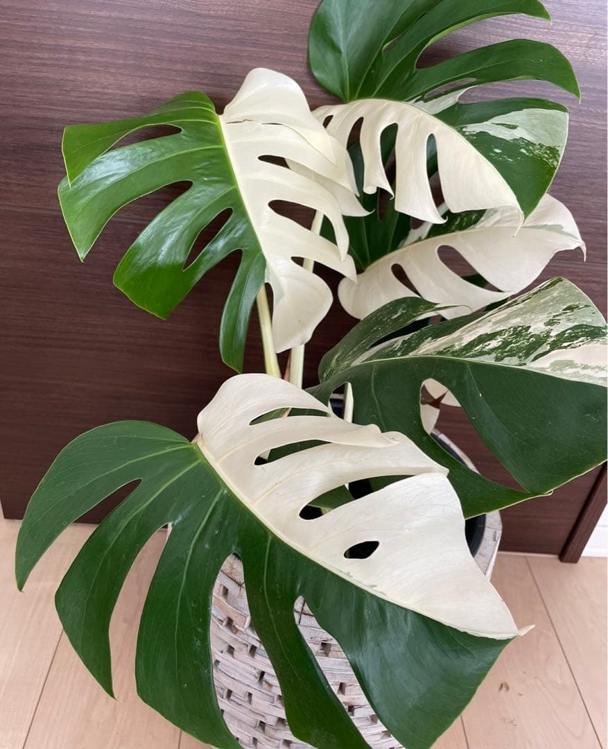 最高級 斑入りモンステラ ハーフムーン大株茎 トップカット 3-4芽付き