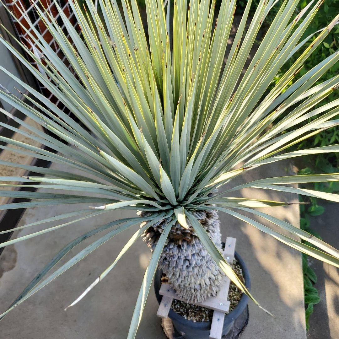 レオこ　　ユッカ　マルデヌベス　verロスト④