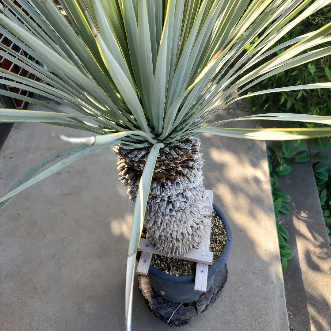 レオこ　　ユッカ　マルデヌベス　verロスト④