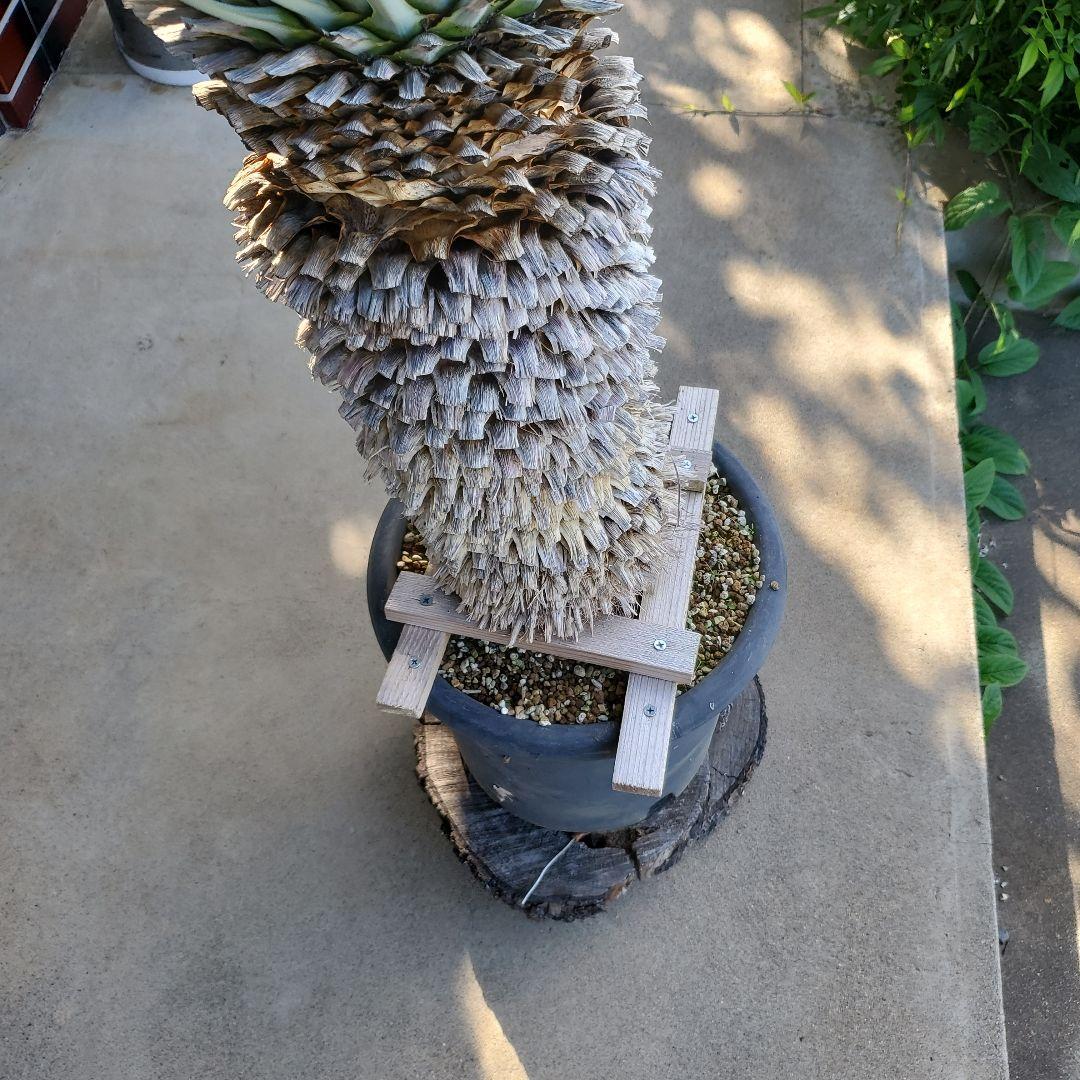 レオこ　　ユッカ　マルデヌベス　verロスト④