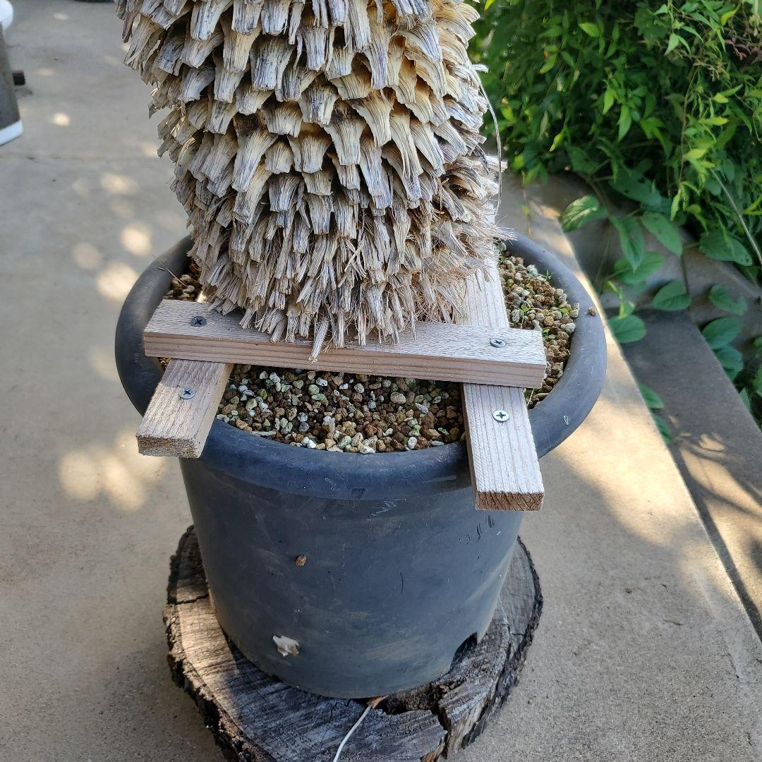 レオこ　　ユッカ　マルデヌベス　verロスト④