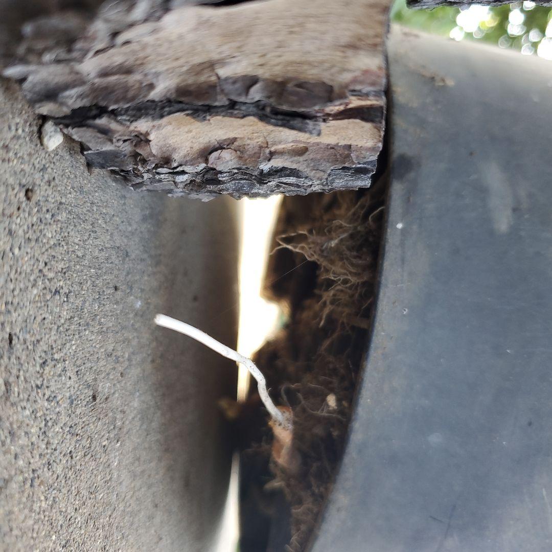 レオこ　　ユッカ　マルデヌベス　verロスト④