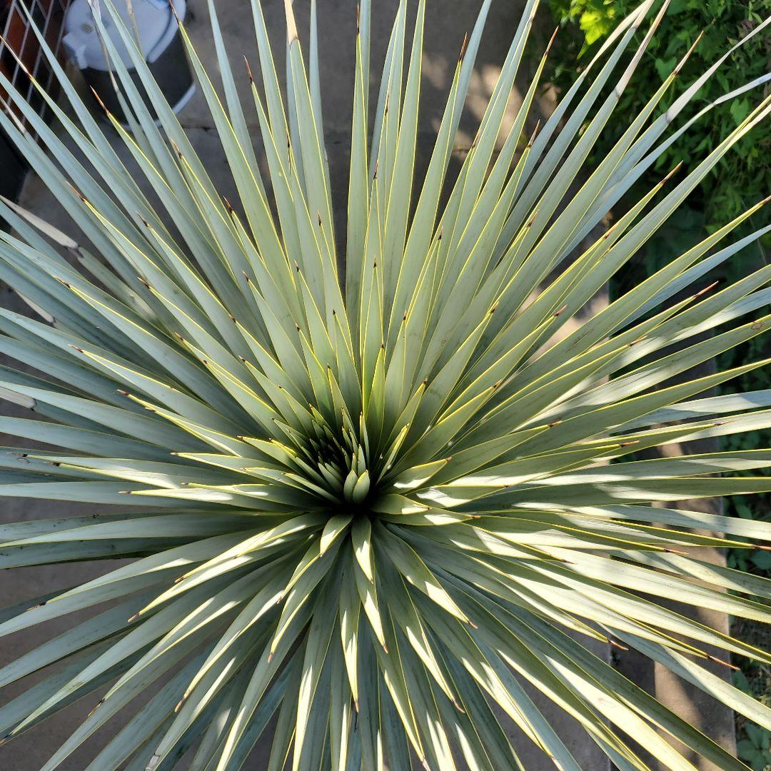 レオこ　　ユッカ　マルデヌベス　verロスト④