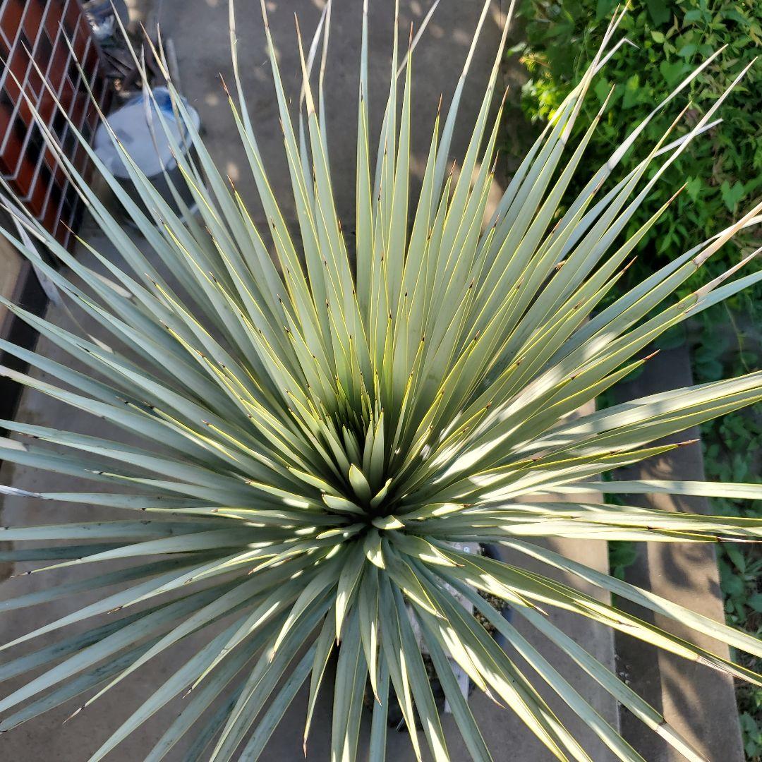 レオこ　　ユッカ　マルデヌベス　verロスト④