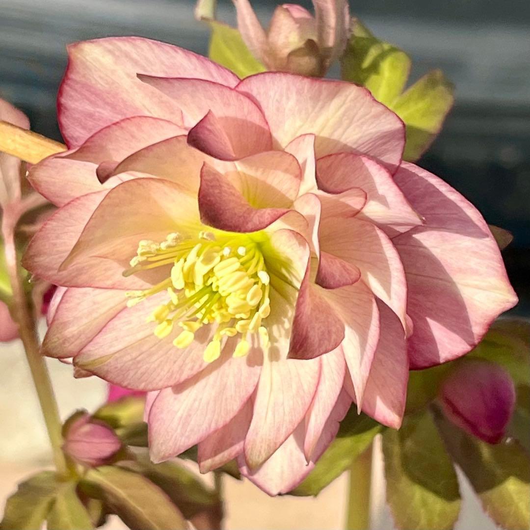 i*u様 ☘️NEW☘️開花株❤️根充実❤️新葉❤️3284⭐️直筆(入荷時)”