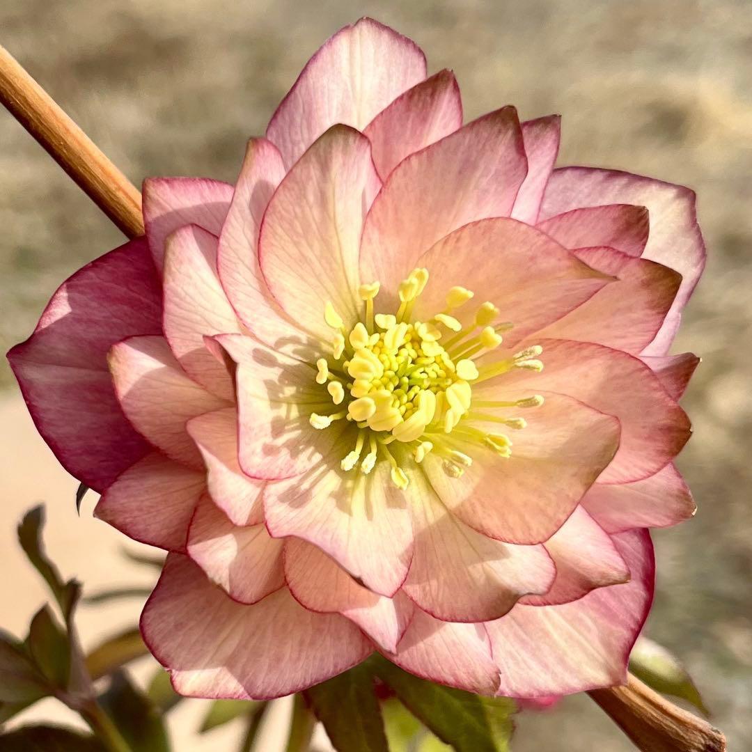 i*u様 ☘️NEW☘️開花株❤️根充実❤️新葉❤️3284⭐️直筆(入荷時)”